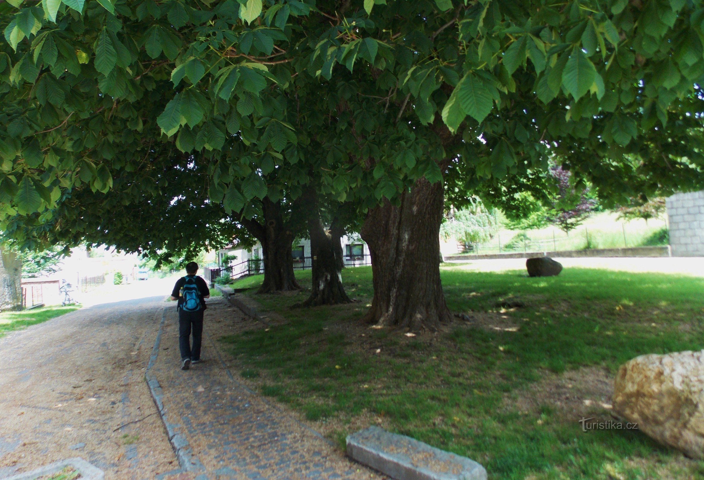 Arbres commémoratifs près de l'église de Zlaté Hory