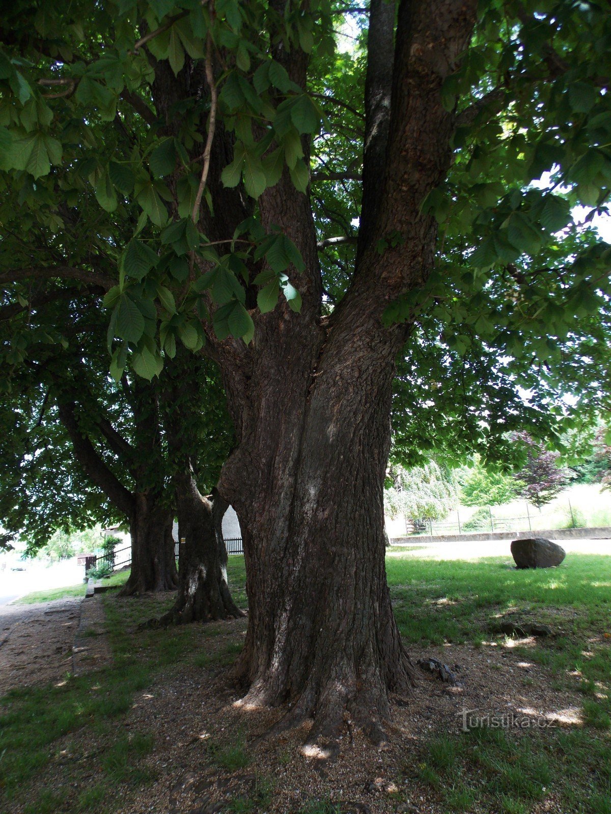 Árvores memoriais perto da igreja em Zlaté Hory