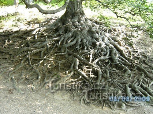 bosque de hayas conmemorativo