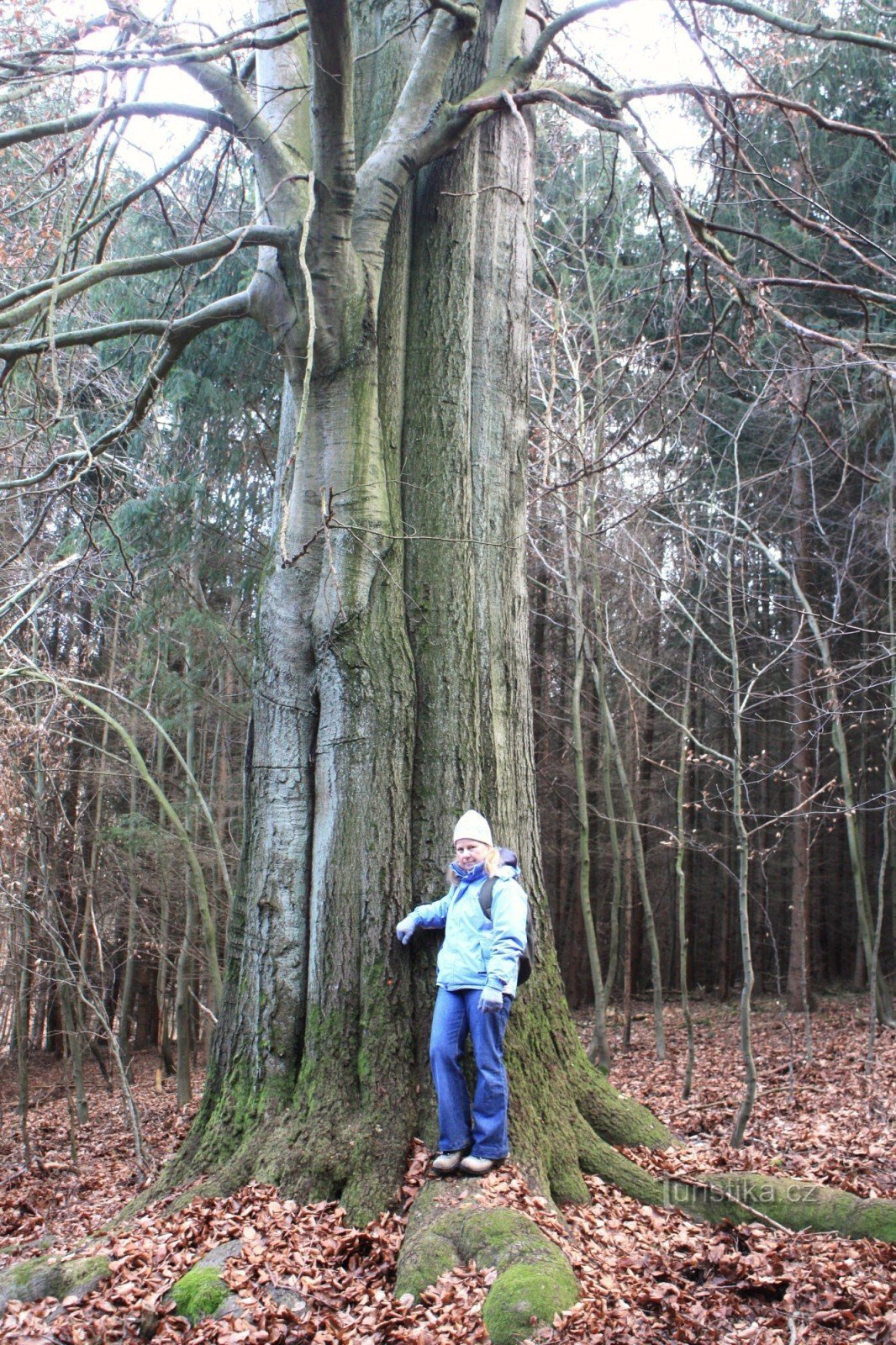 Memorial beech tree at Bučina near Tetčice