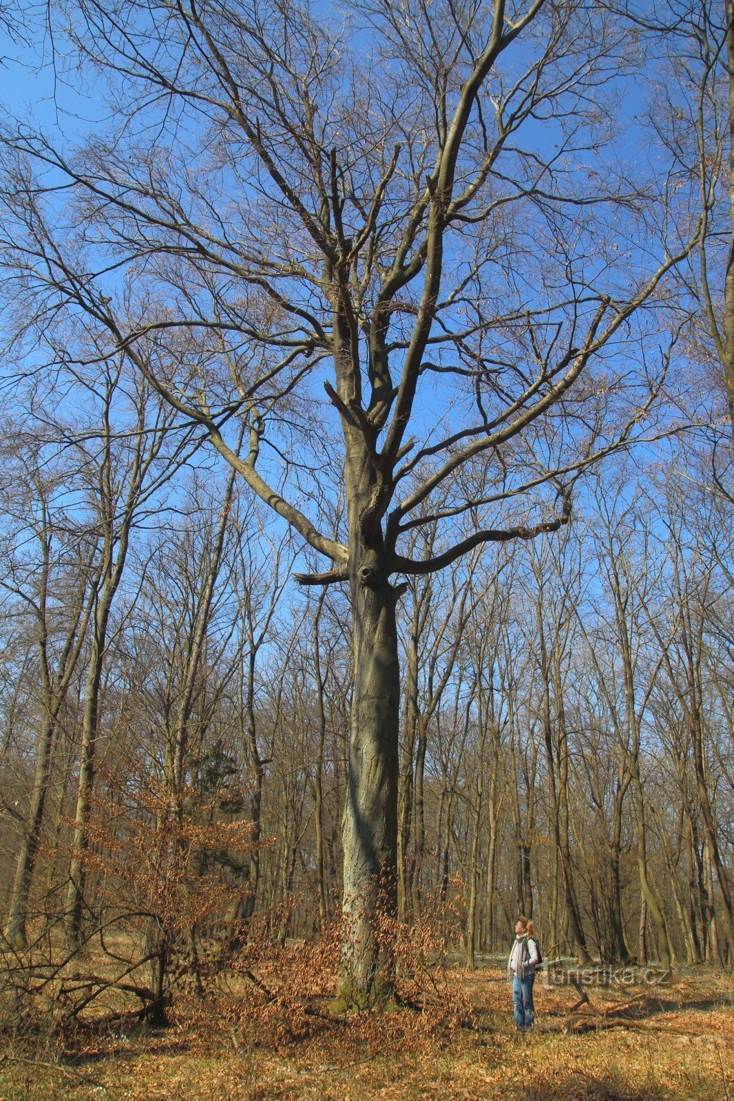 Memorial beech on Skalka