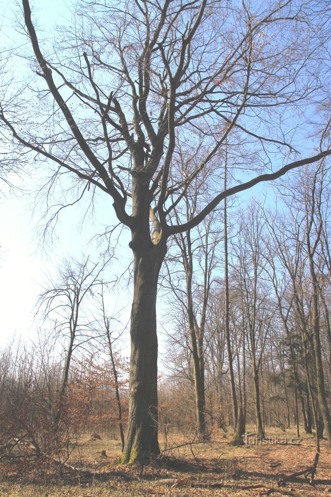 Gedenkbuche auf Skalka