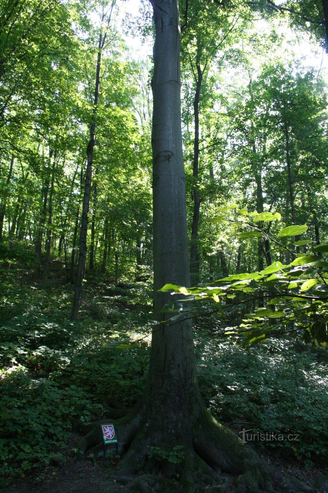 Le hêtre commémoratif sous la maison d'été Hvězda