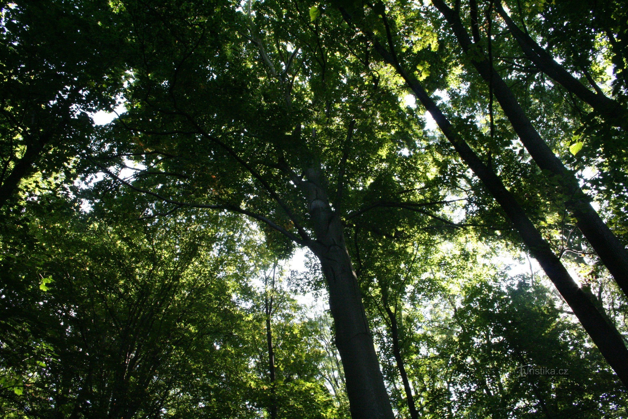 Mindebøgetræet under sommerhuset Hvězda
