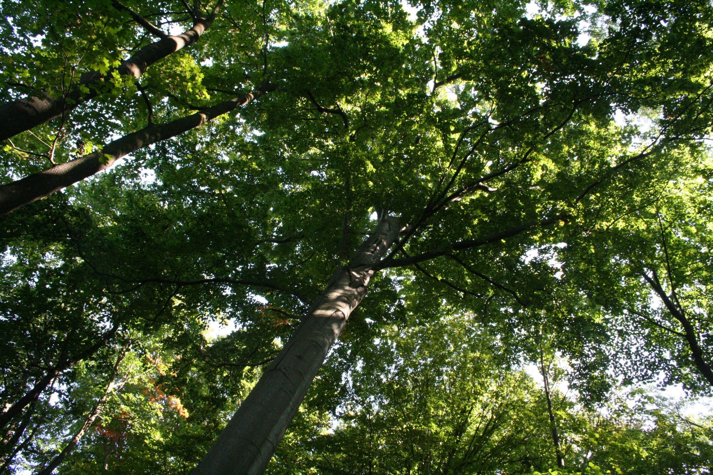 A faia memorial sob a casa de verão Hvězda