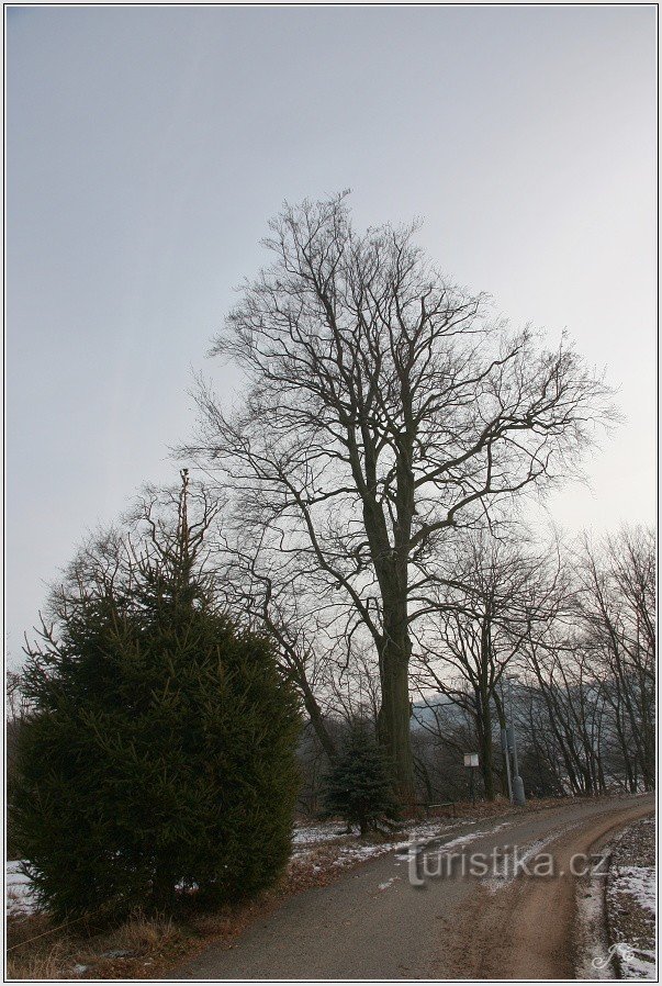 Gedenkbuche an der Kirche St. Markieren