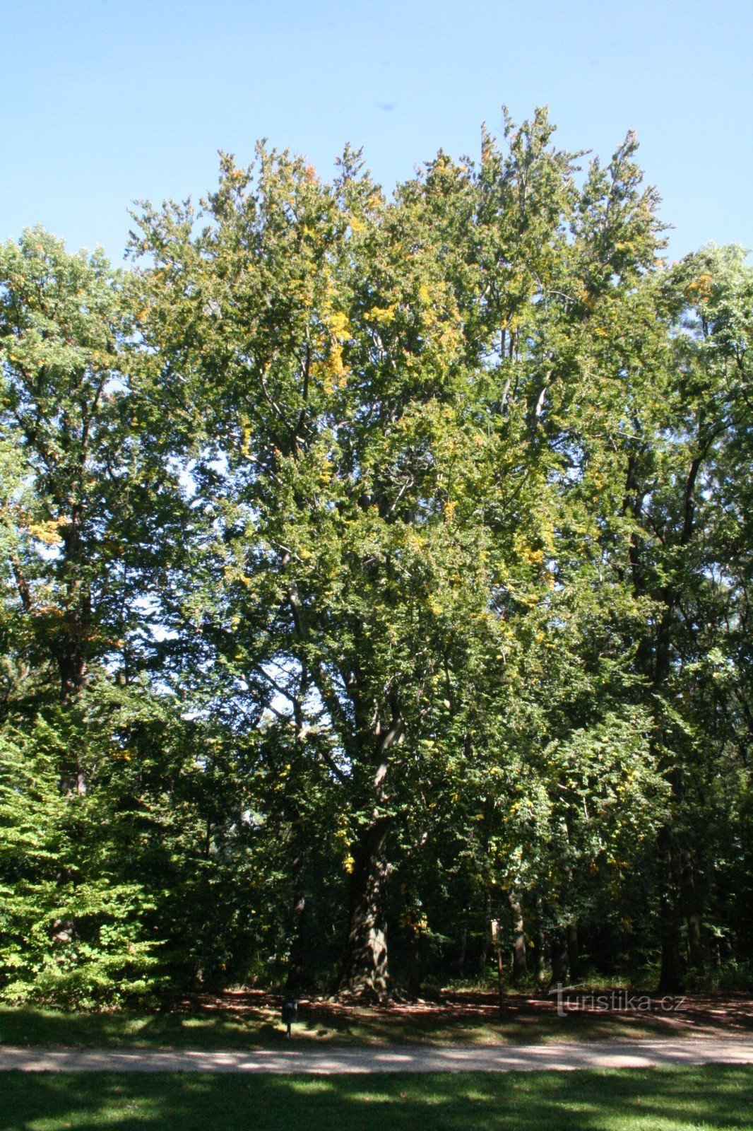 Minnesbokträd i naturreservatet Hvězda