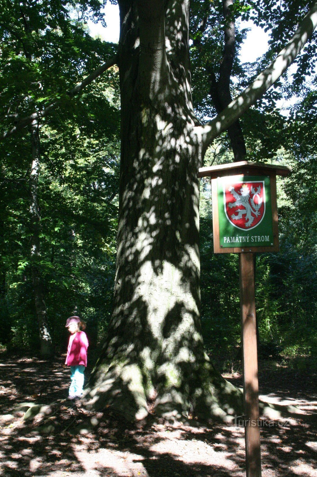 Faggio commemorativo nella riserva naturale di Hvězda