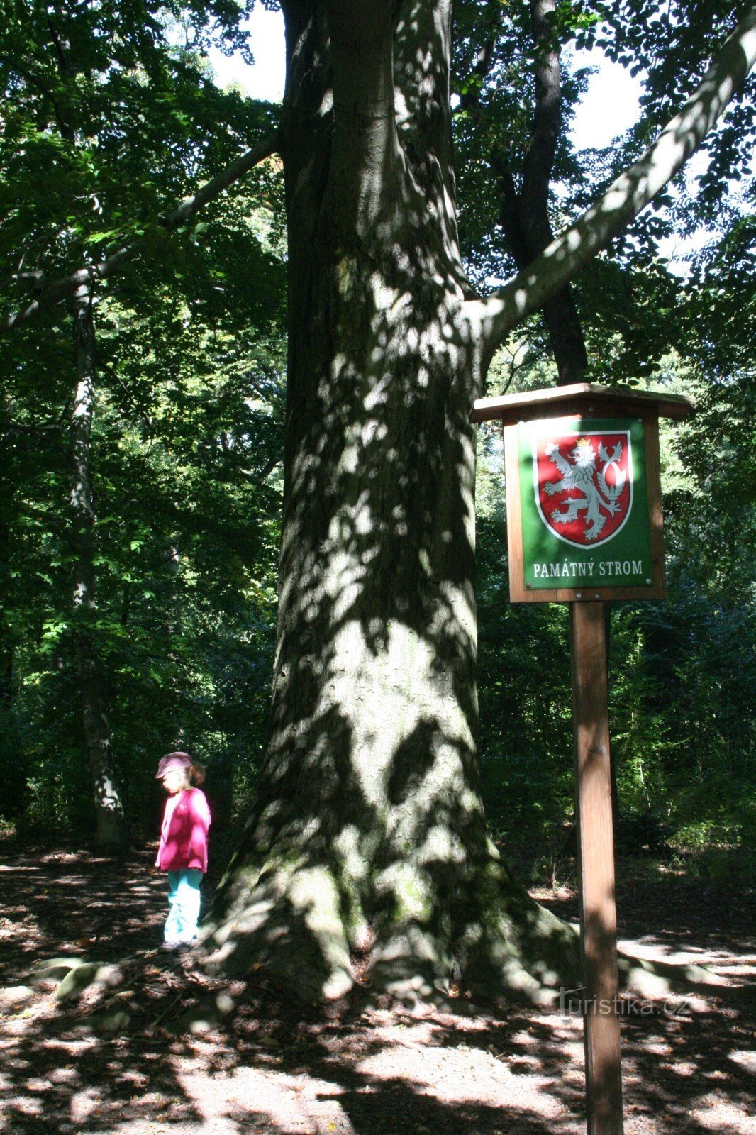 Memorijalno stablo bukve u rezervatu prirode Hvězda