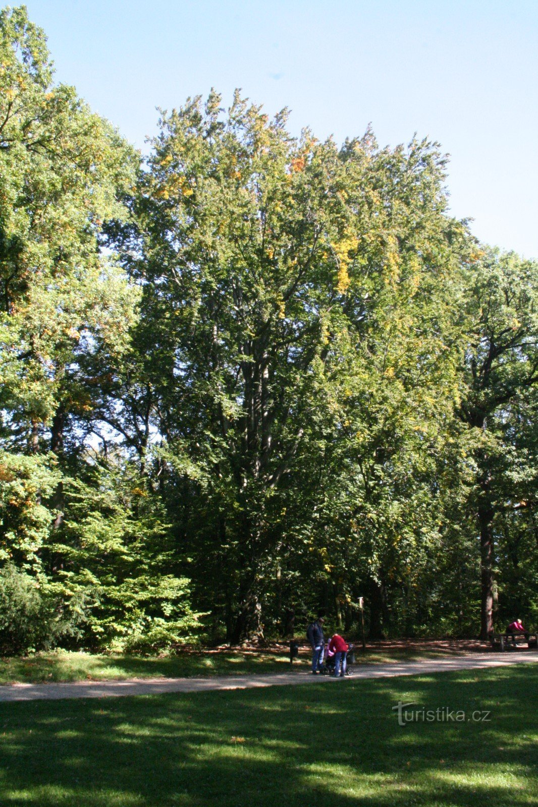 Faggio commemorativo nella riserva naturale di Hvězda