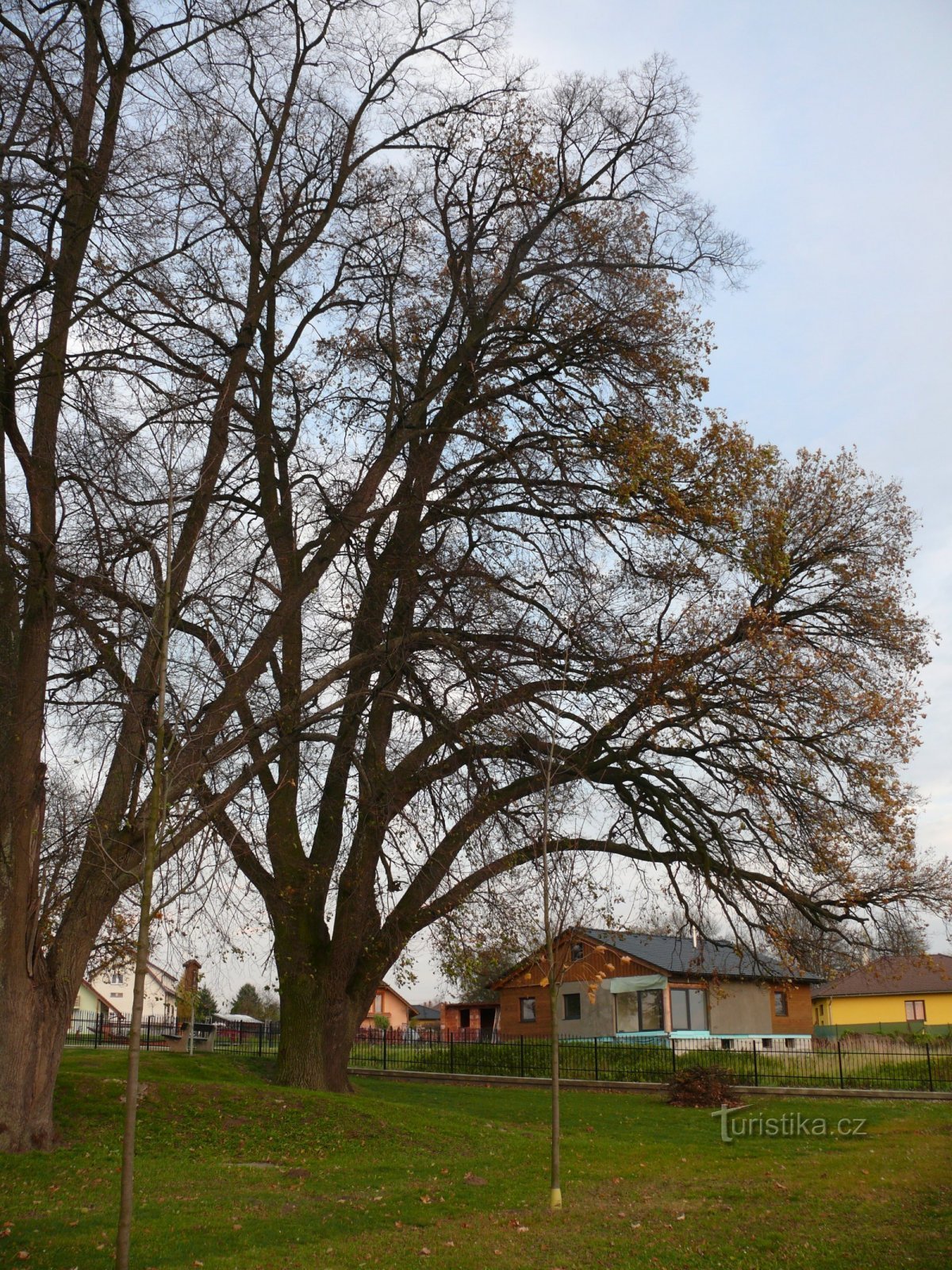 Minneseken är något förtryckt av linden från väster