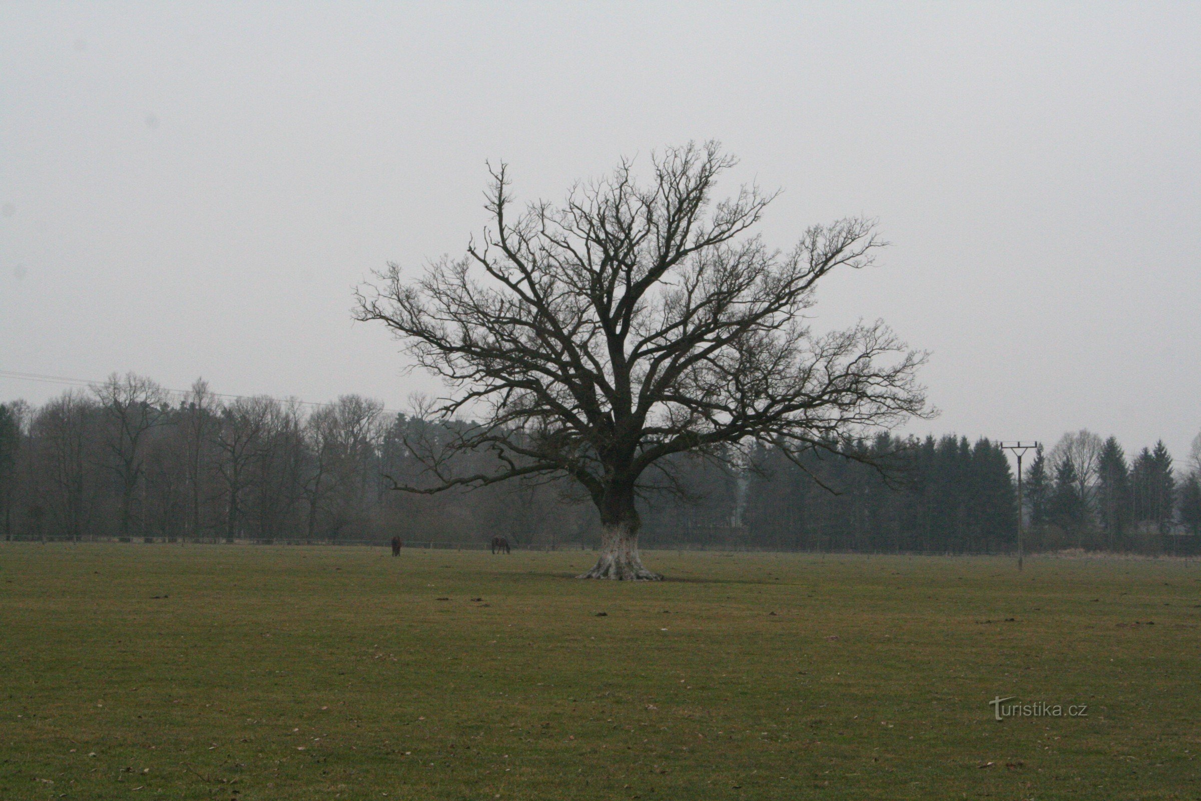 Memorial Summer Oak in der Nähe von Orlice