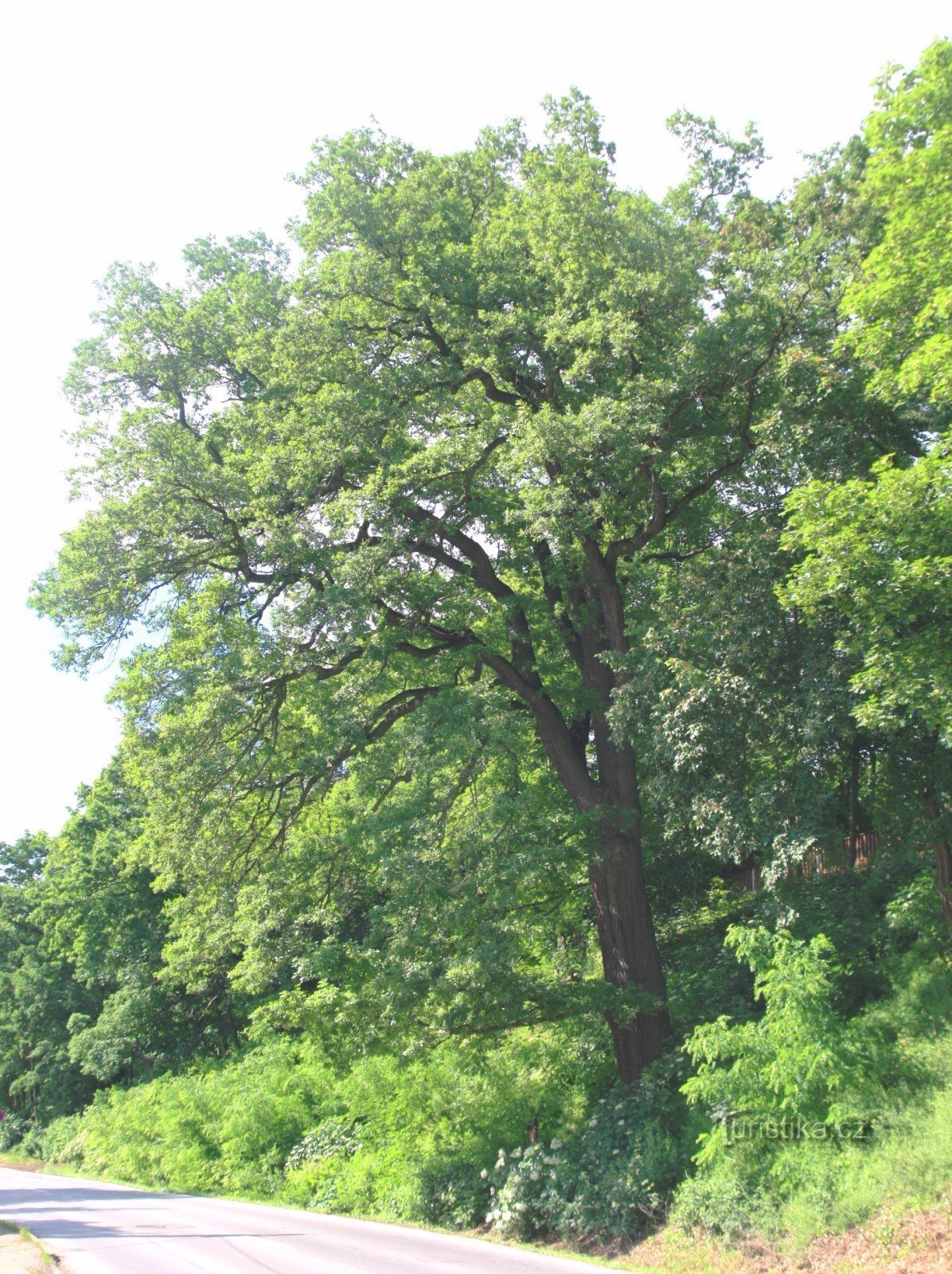 A memorial summer oak by the zoo fence