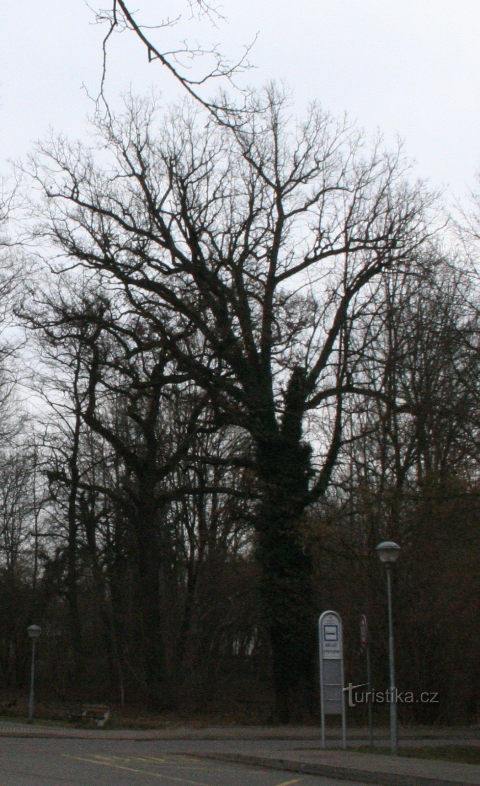 Stejar memorial de vară în Bělč