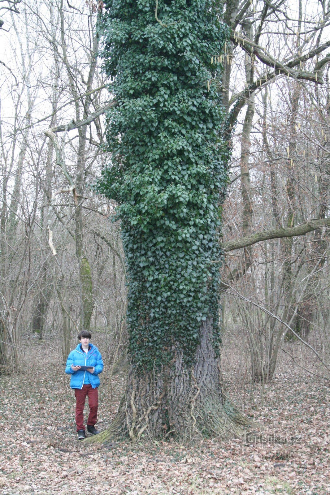 Gedenksommereiche in Bělč