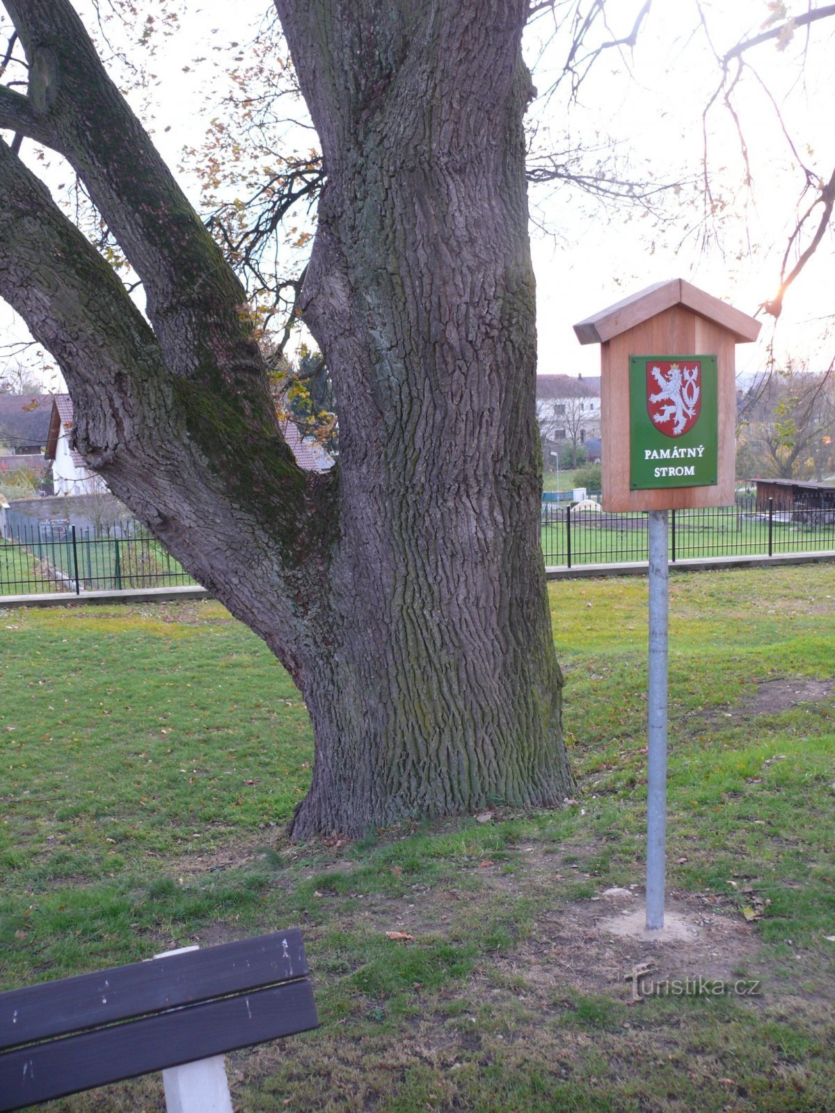 Il ramo commemorativo della quercia è già un po' al di sopra del suolo