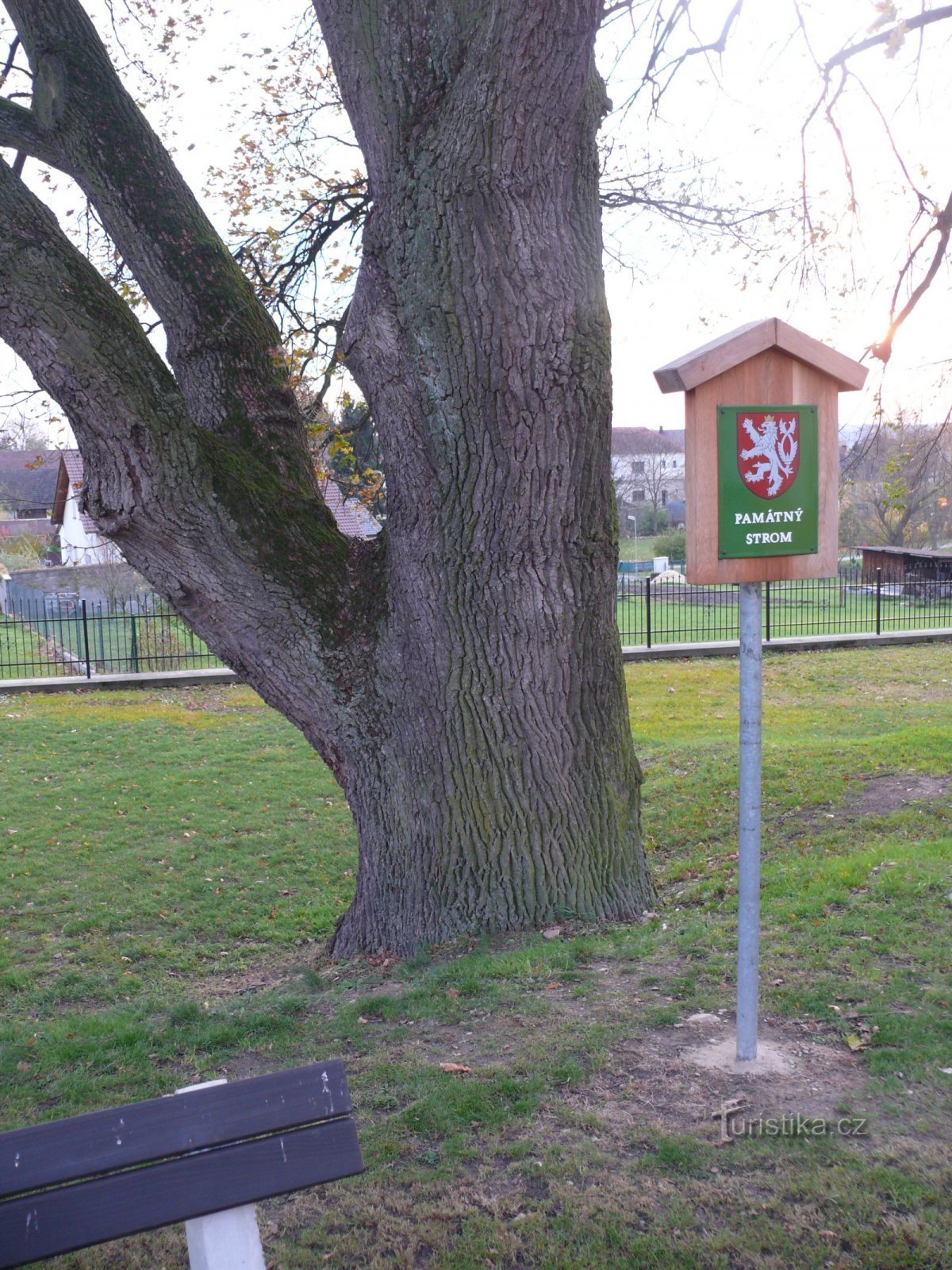 La rama de roble conmemorativa ya está un poco por encima del suelo