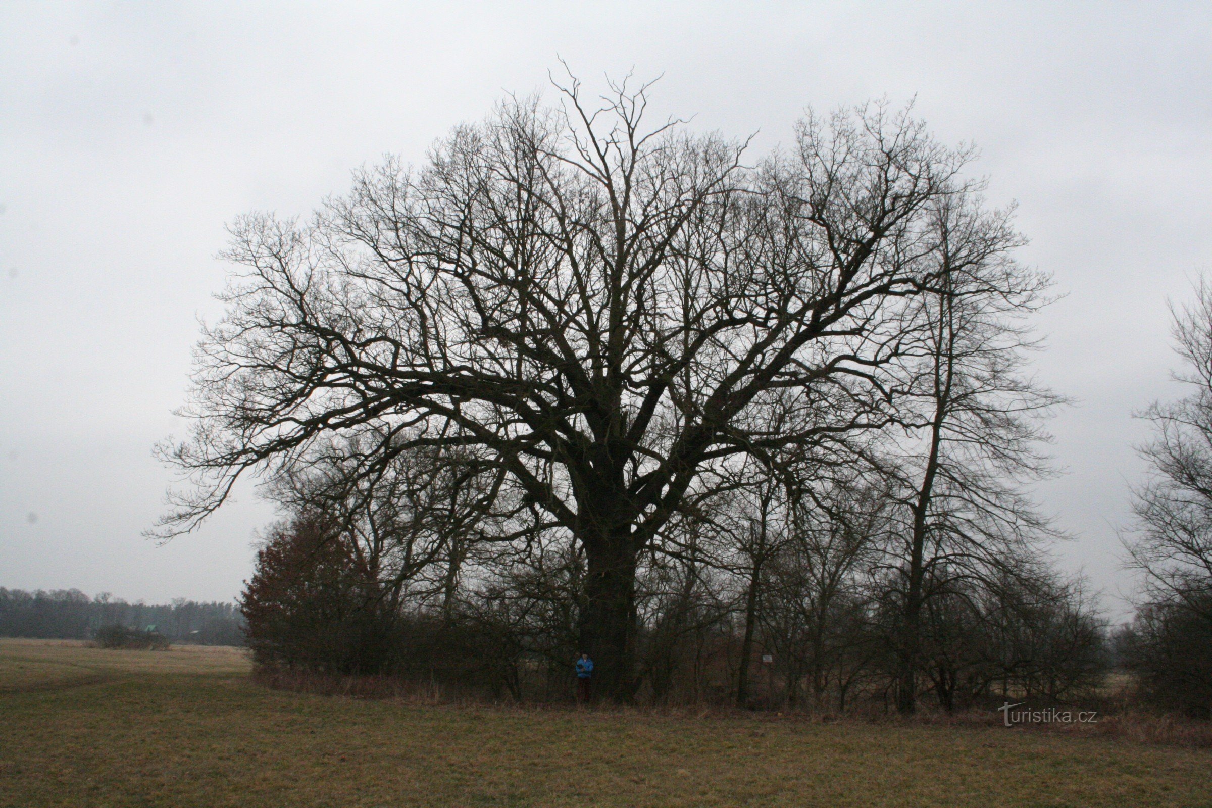 Gedenkeiche bei Bělč