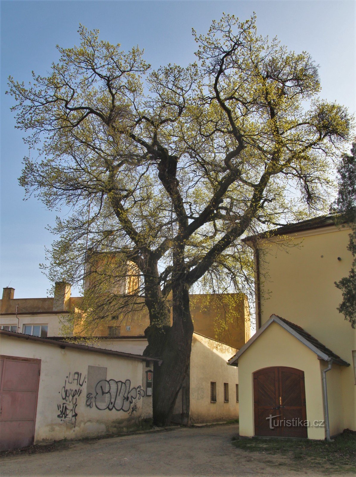 La quercia commemorativa di S. Jan di Nepomuck dalla corte