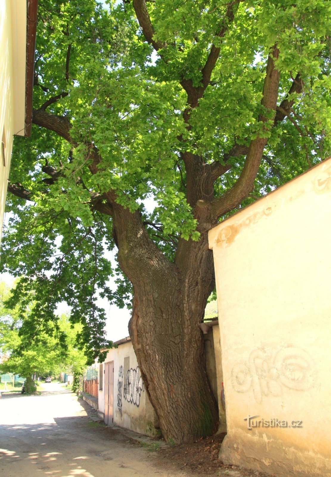 O carvalho memorial em St. Jan Nepomucký do lado da rua