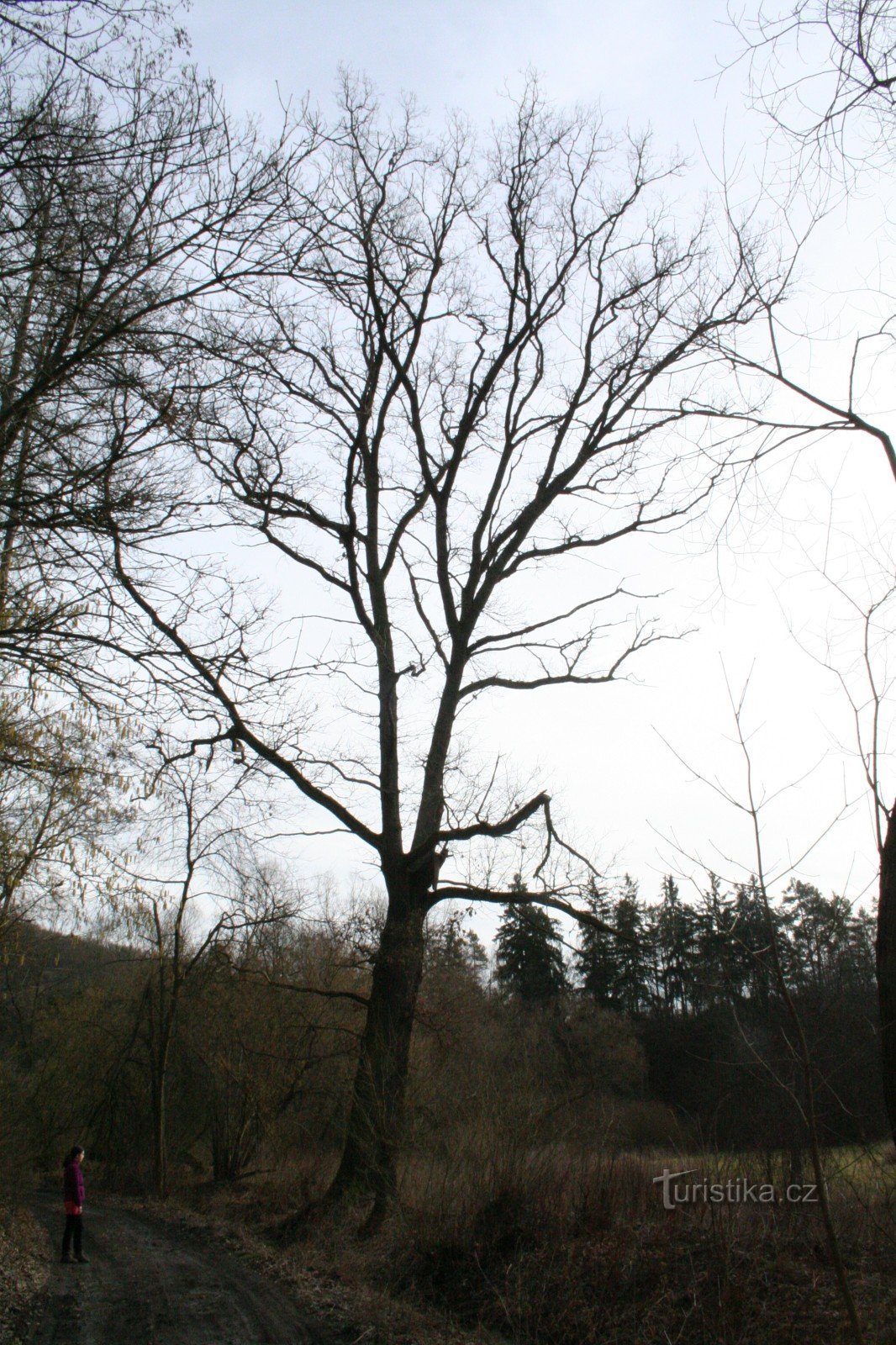 Quercia commemorativa a Svárovská hajovna