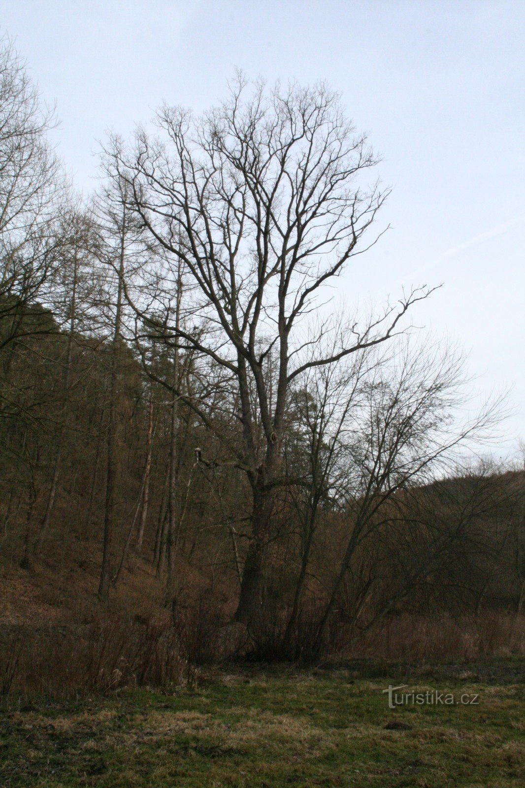 Roble conmemorativo en Svárovská hajovna