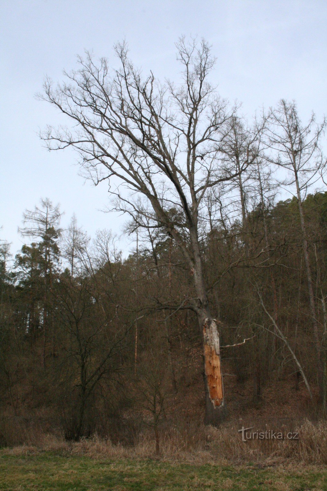 Roble conmemorativo en Svárovská hajovna