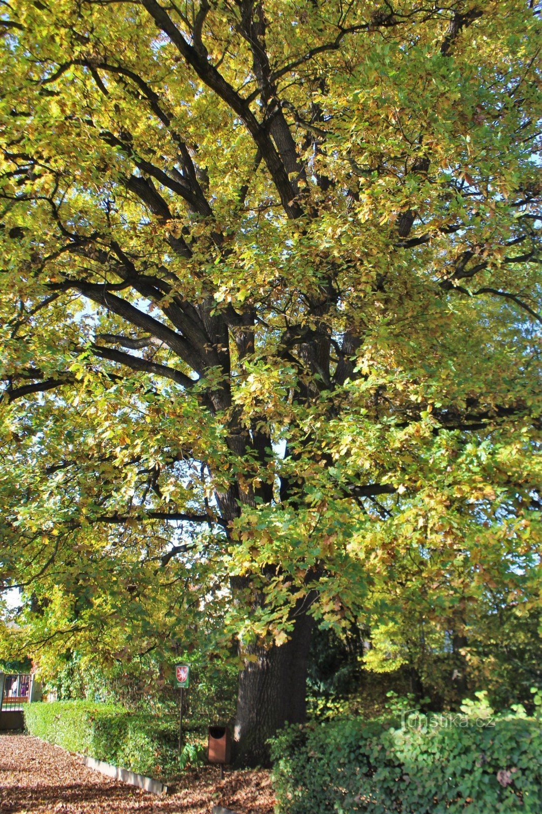 Memorial oak in the park near the hospital