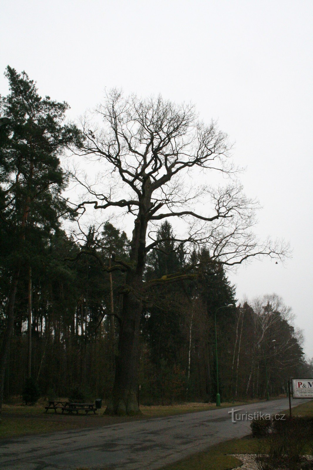 Die Gedenkeiche in Třebechovice