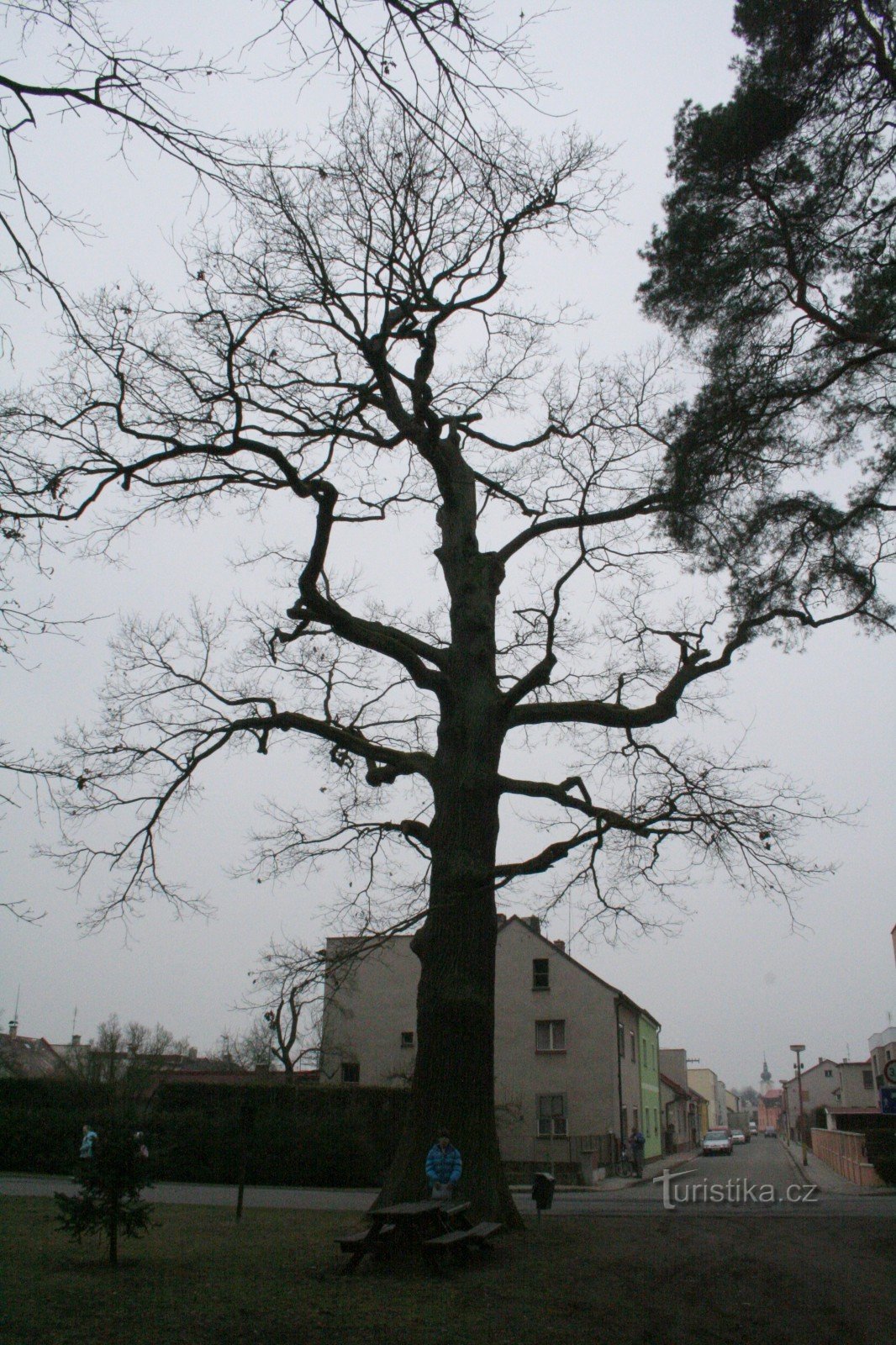 Le chêne commémoratif de Třebechovice