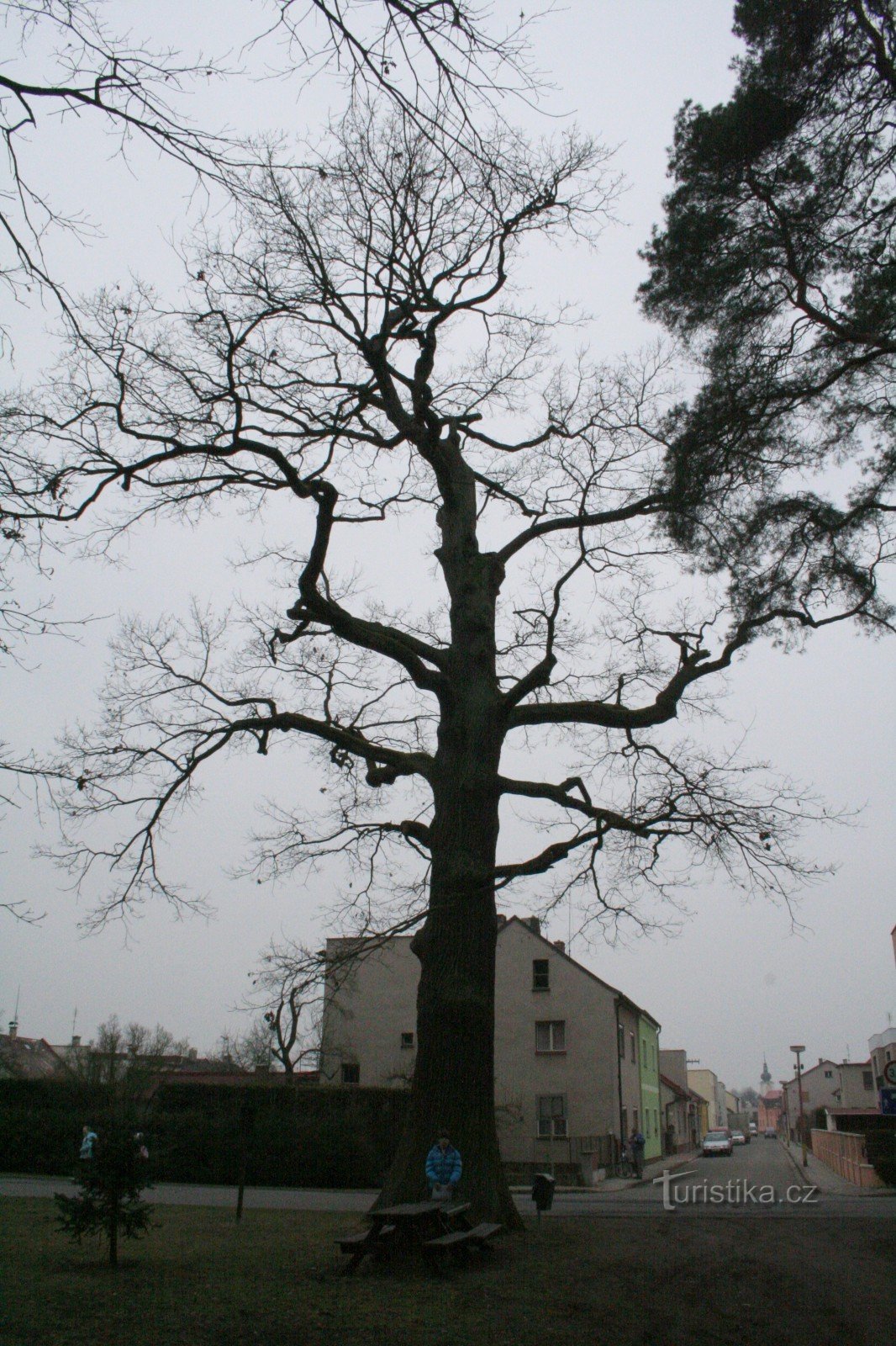 O carvalho memorial em Třebechovice