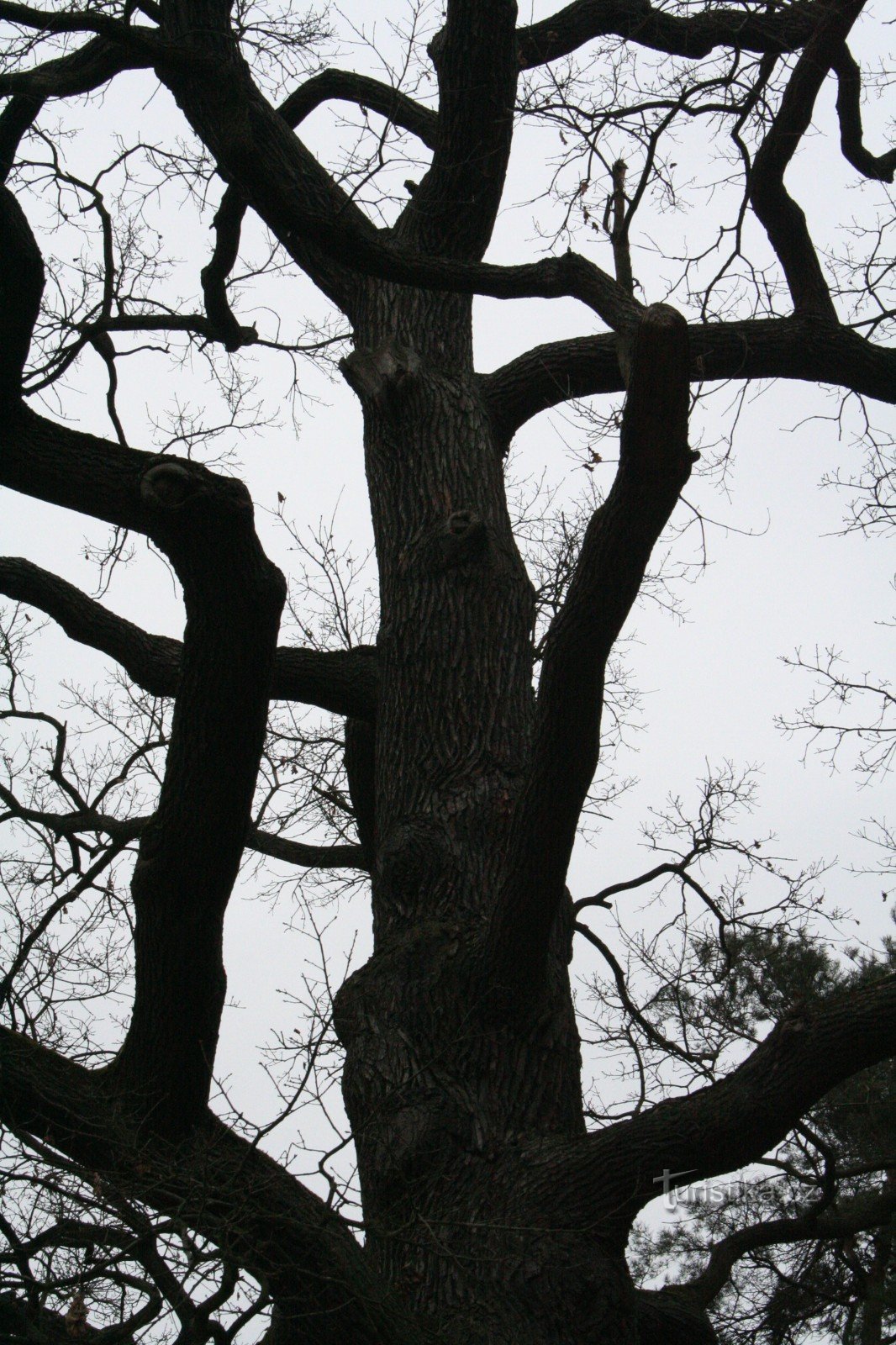 The memorial oak in Třebechovice