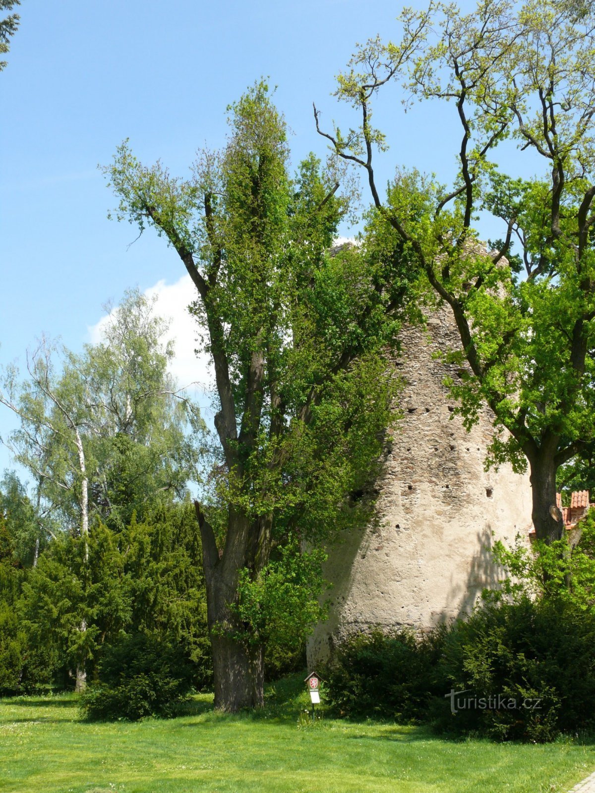 The memorial Kolovrat oak