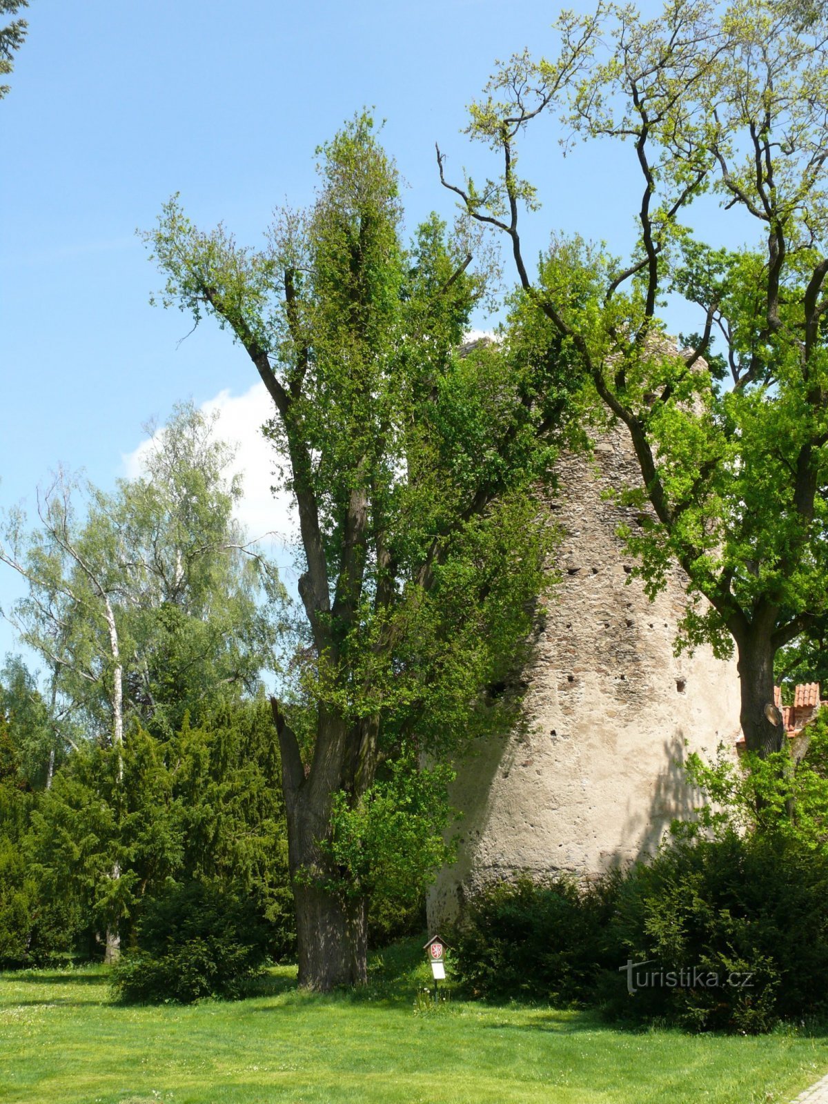 Меморіальний дуб Коловрат