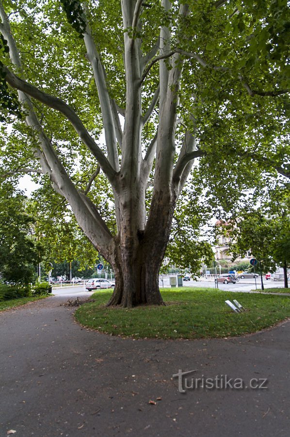 Herdenking plataan