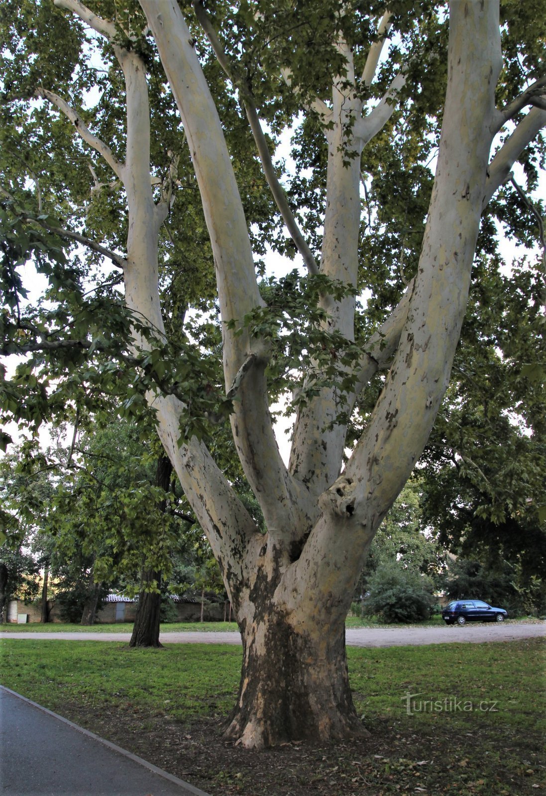 Un platanon memorial în fostul parc al castelului