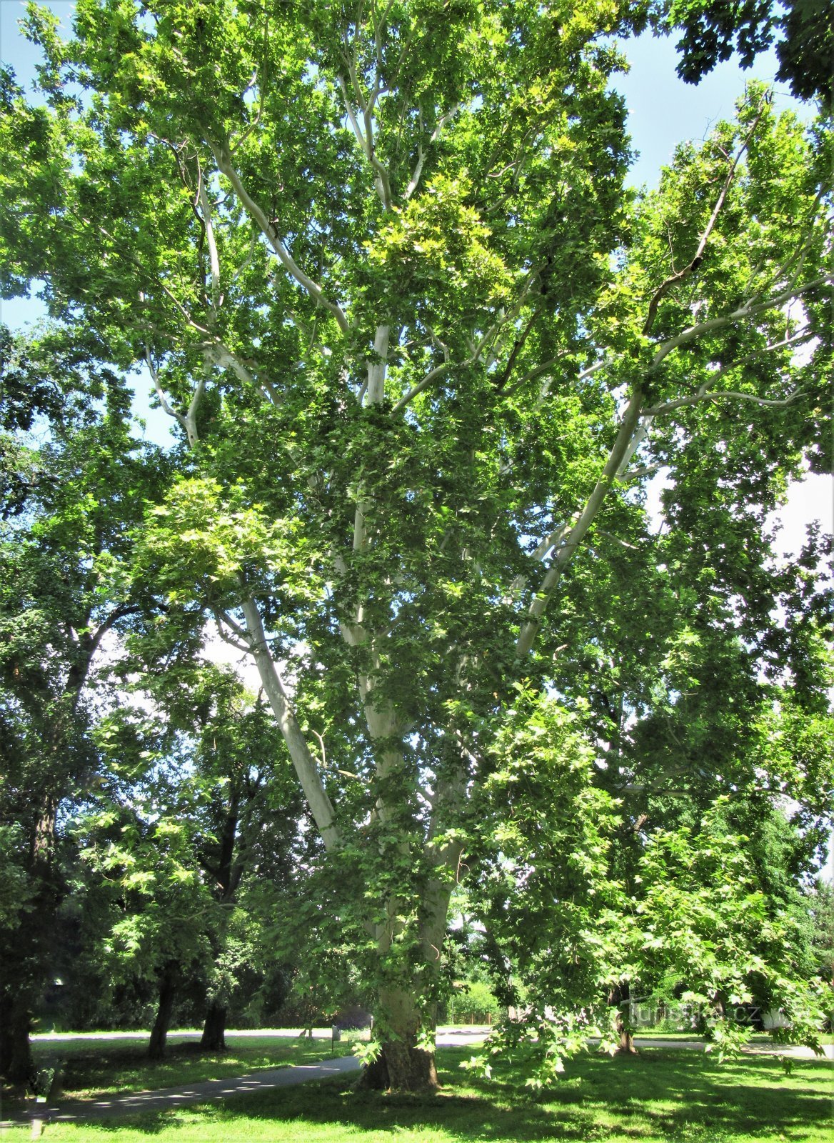 前城堡公园内的一棵纪念梧桐树
