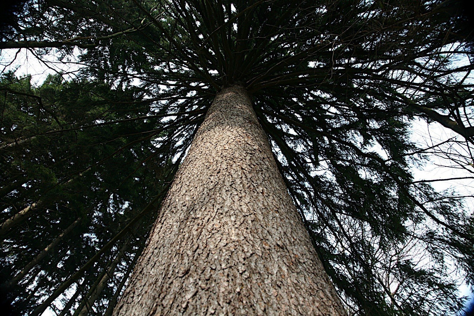 Picea conmemorativa en el valle de Antonín