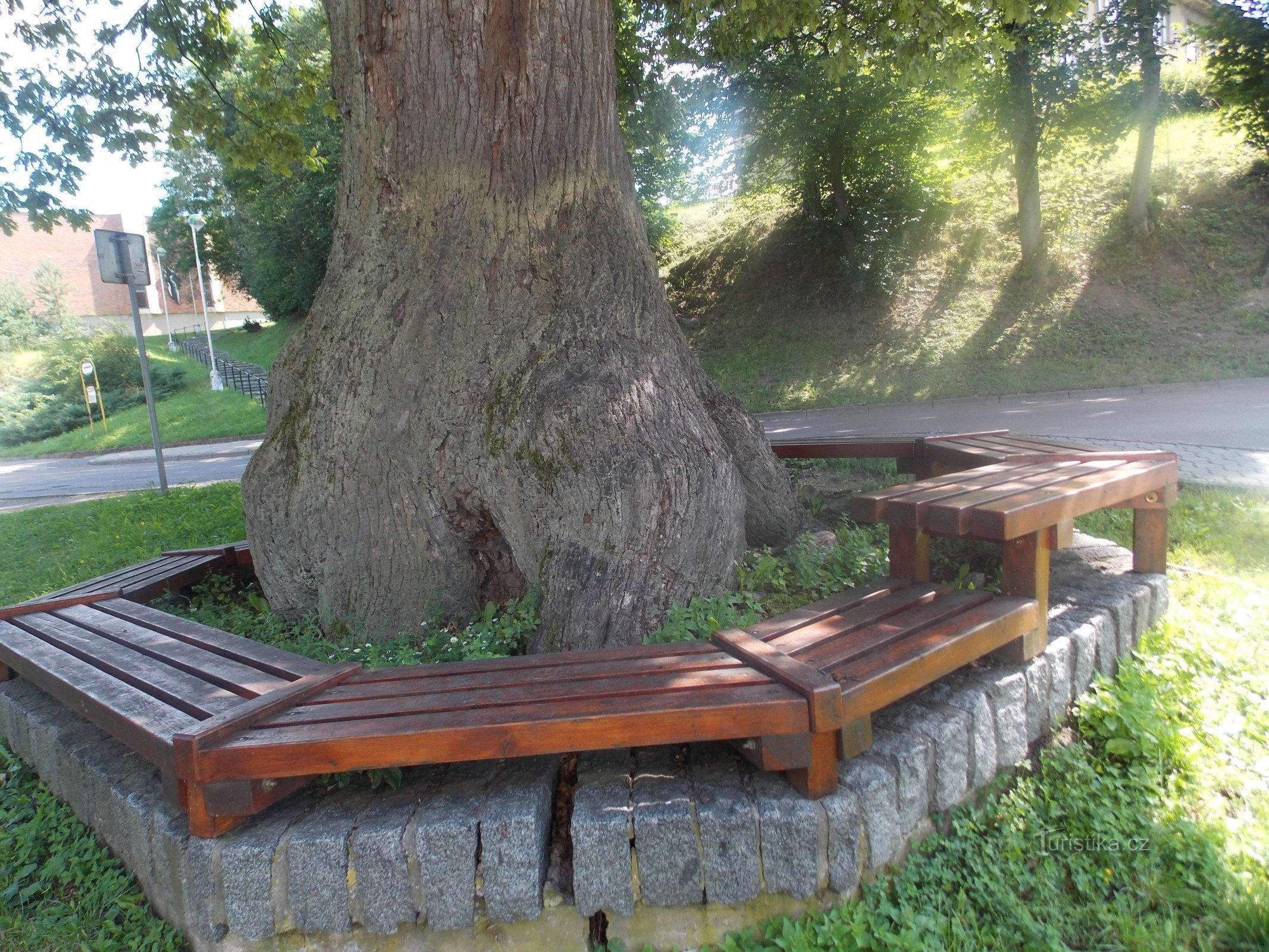 Un stejar bătrân memorabil în Jablonné nad Orlicí
