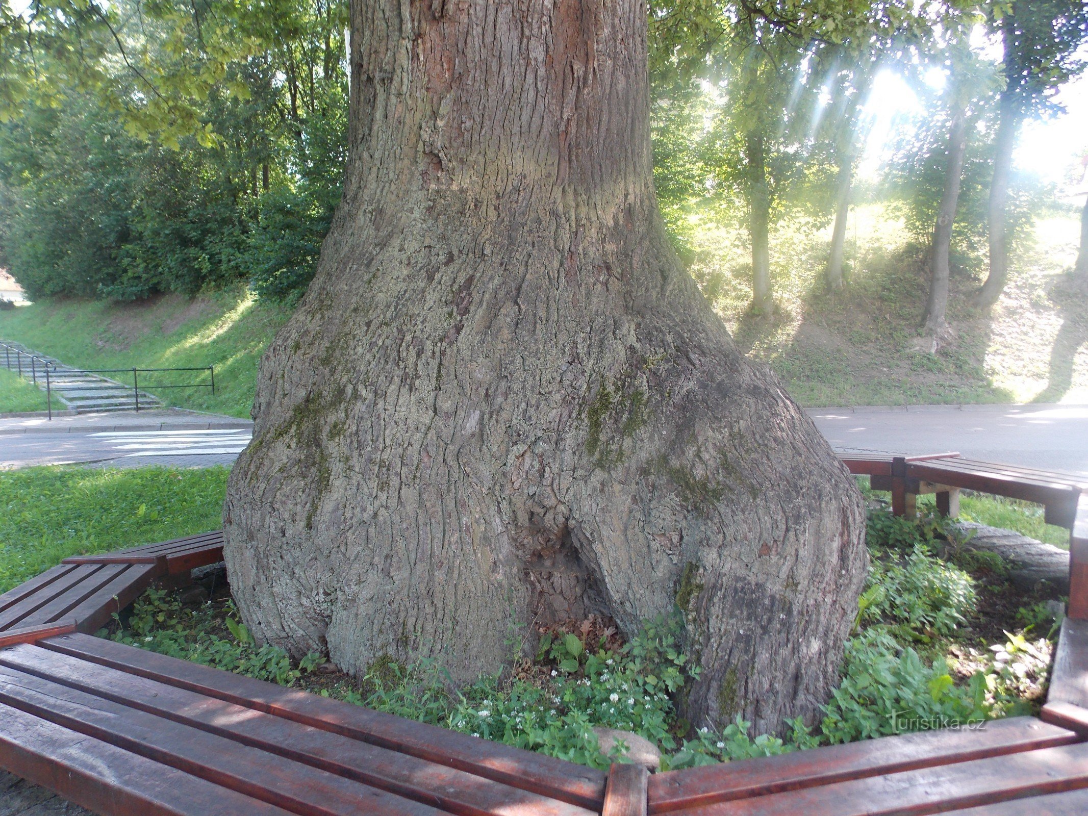 Een gedenkwaardige oude eik in Jablonné nad Orlicí