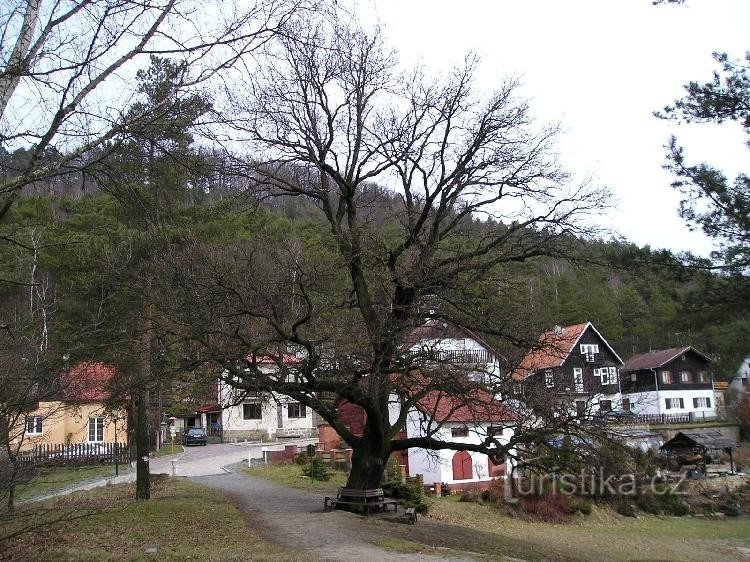 árbol memorable