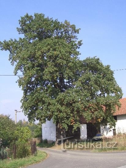 nepozabno drevo
