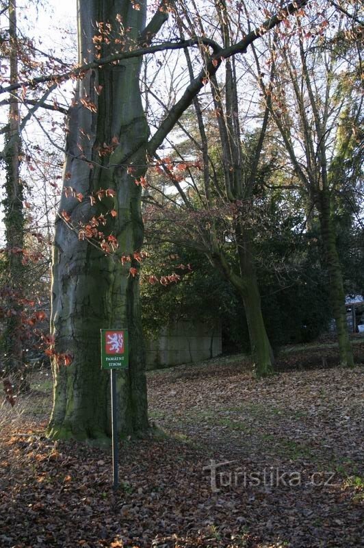 Denkwürdiger Baum