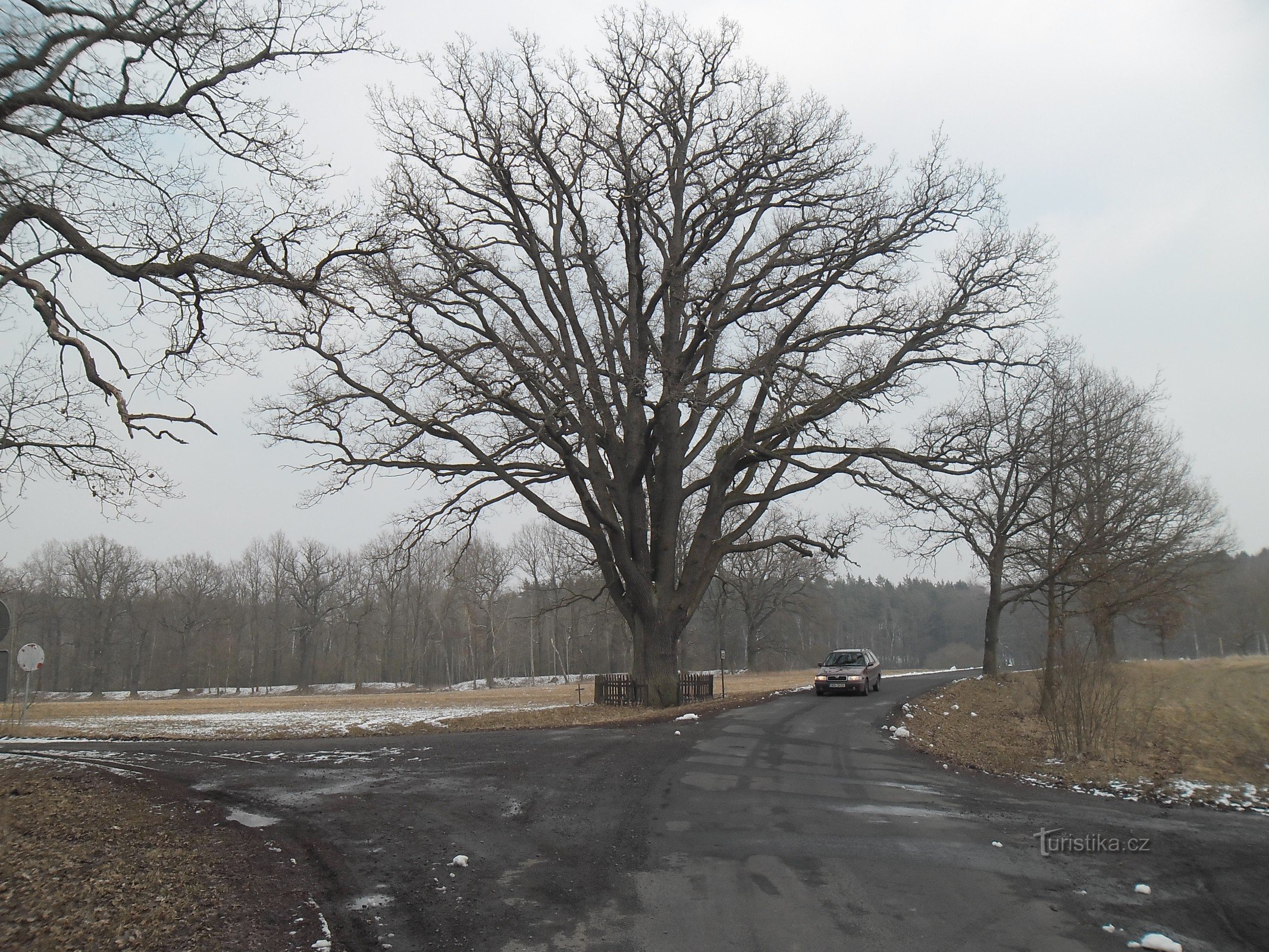 Albero memorabile