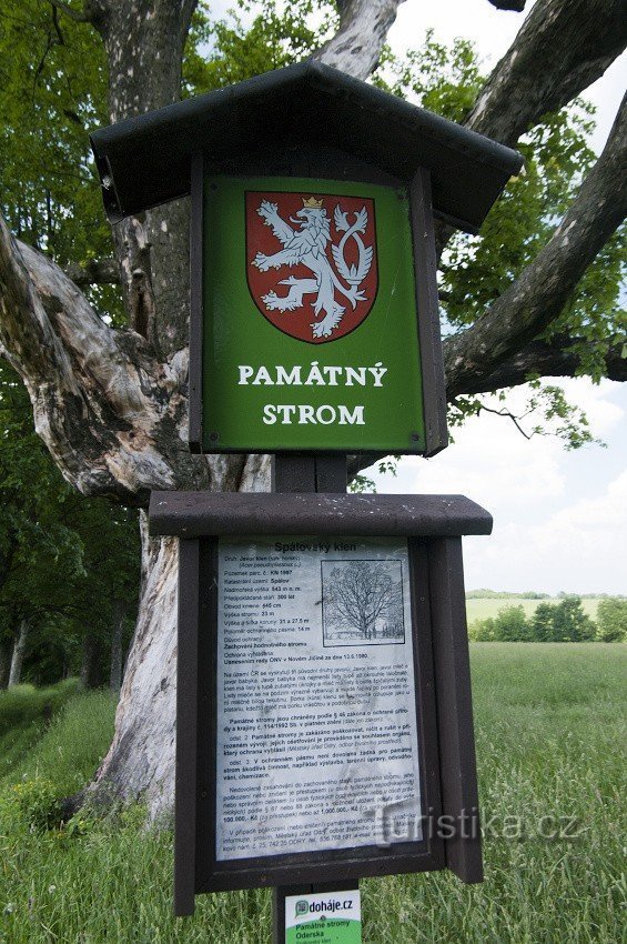 Denkwürdiger Baum