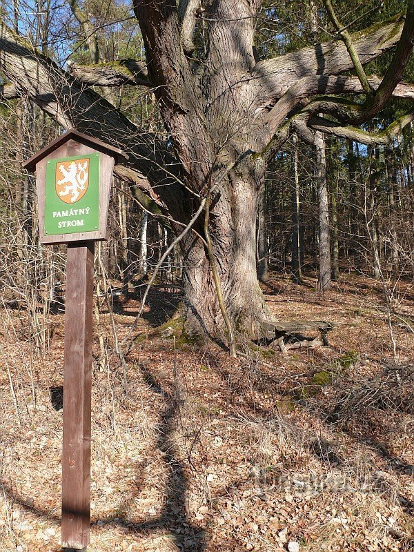 The memorial tree is properly marked.