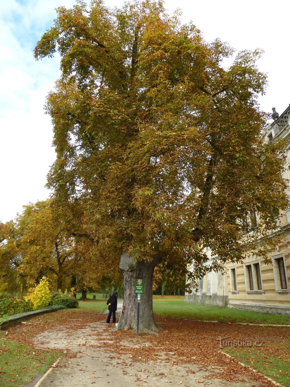 Der Gedenkbaum des von Pferden gezogenen Pferdes