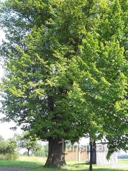 Árvore memorial: tília memorial