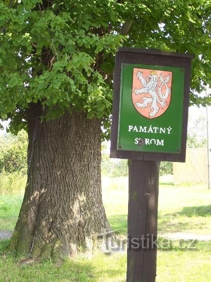 Памятное дерево: Мемориальное дерево в деревне