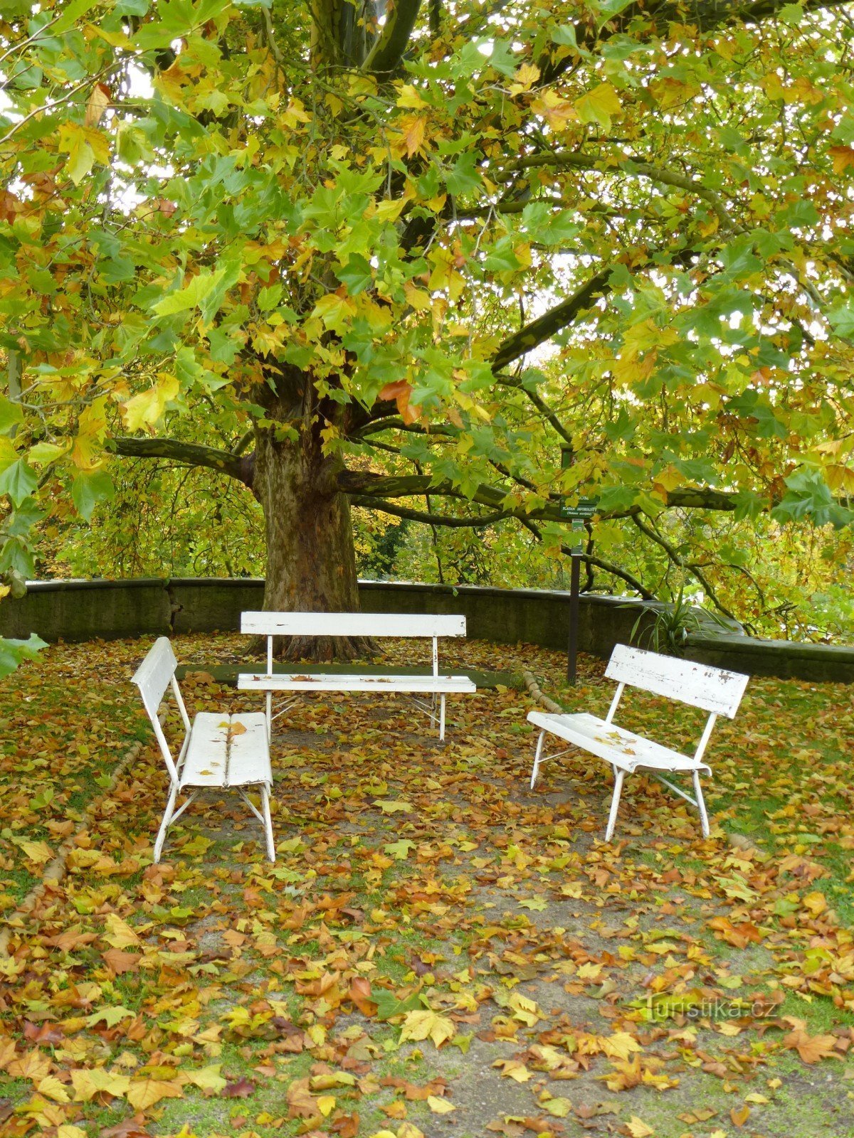 Árbol conmemorativo sicomoro de hojas de arce